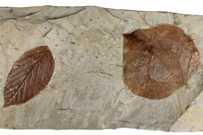 Two Fossil Leaves (Zizyphoides & Unidentified) - Montana